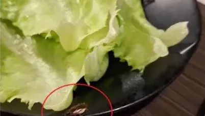 桃園韓式烤肉店驚見「活蟑螂上菜」！　他搜Google評論傻了：不是第一次了