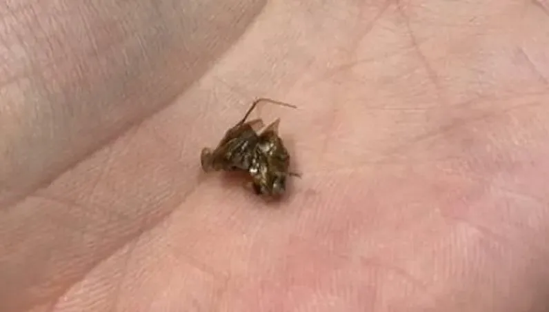噁爆！高級燒肉店喝冰淇淋紅茶「咬到蟑螂」　北市衛生局開查
