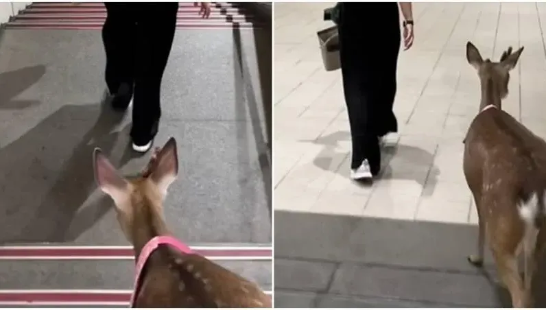 南港展覽館站驚見梅花鹿下樓梯！37秒影片瘋傳　飼主認沒牽繩不對