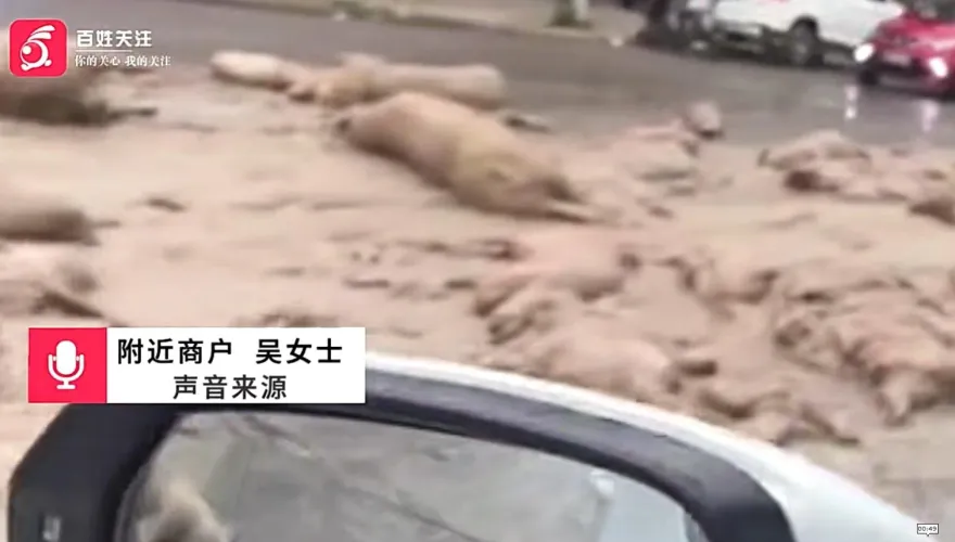 影/「大豬小豬」落滿地！貨車門沒關好一路掉　50死豬綿延數百公尺臭翻天