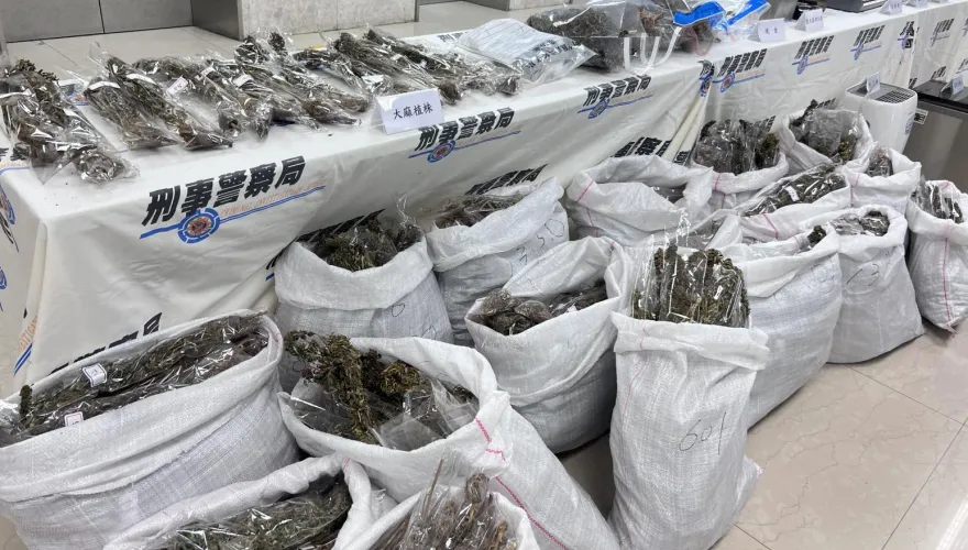 影/三環幫租200坪倉儲蓋溫室種大麻　千盆植株耗電量太大還竊電警逮4嫌