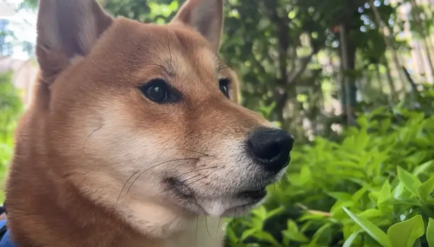 柴柴散步突「抽搐口吐白沫」！飼主嚇壞　獸醫揭原因網笑翻：中情毒了