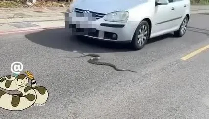 南蛇過馬路慘遭路殺！脊椎斷裂痛苦掙扎畫面曝　網心疼：活不久了