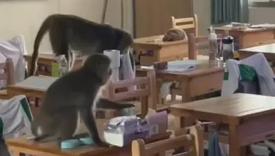 影/30隻獼猴闖入校園！鼓山高中課桌上巡邏　學生嚇到尖叫