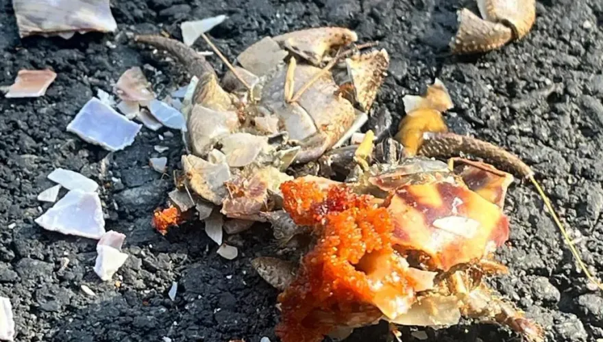 暑假狂交配！小琉球千隻陸蟹遭輾變「爆卵蟹餅」　橫屍滾燙柏油路