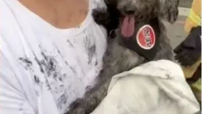 鳳山大樓火警濃煙狂竄！　愛犬「全身燻黑」畫面曝