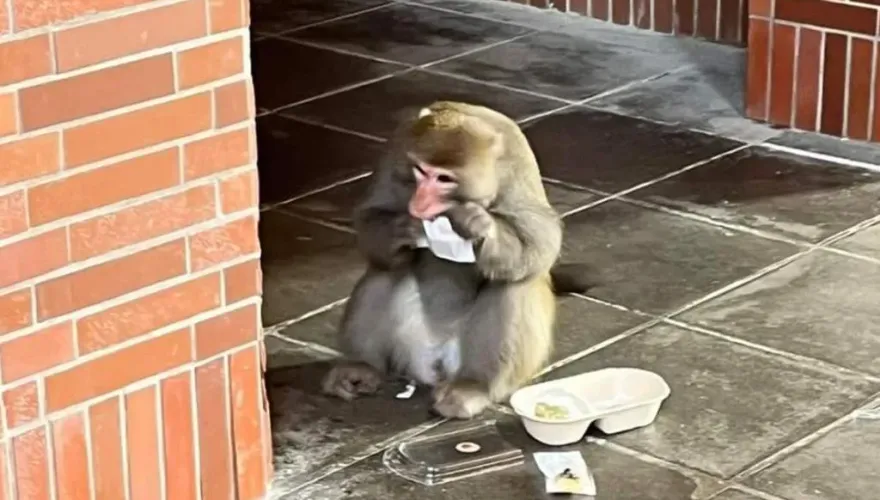 潑猴打劫！中山大學「猴害補償金」…17名學生獲認證　「3犯罪熱區」曝光