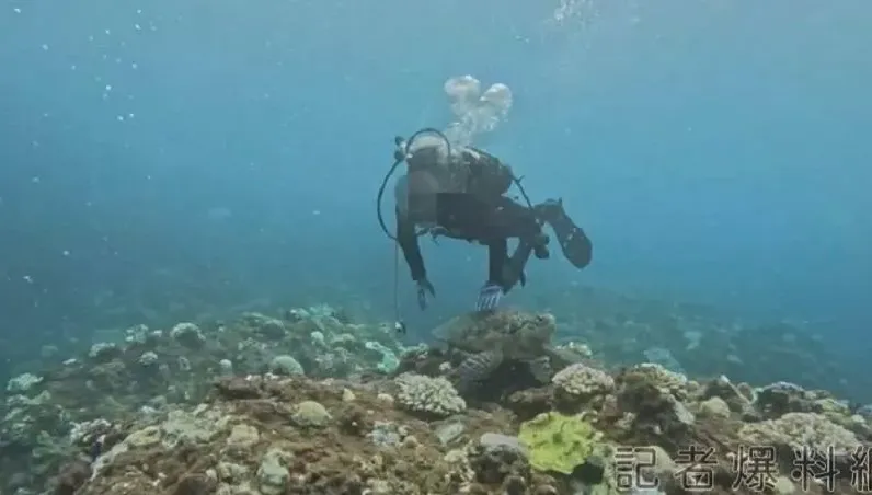 最重罰30萬！墾丁潛水客摸海龜慘了　海巡署依法送辦