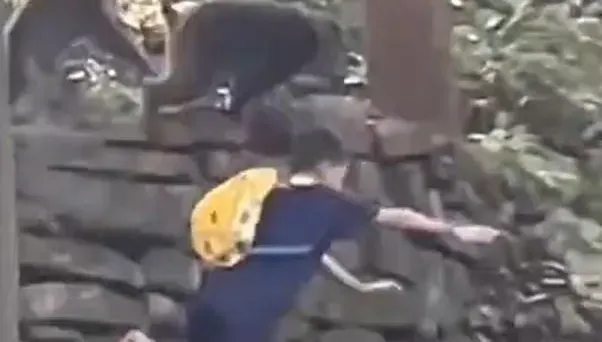 影/「猴」囂張！峨嵋山野猴搶奪食物「猛撞」　男孩跌落數公尺邊坡