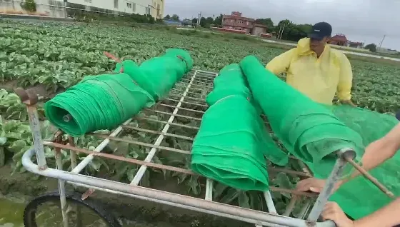 保護花椰菜計畫start！小農「套網護菜」抗凱米颱風　趁雨小全員出動