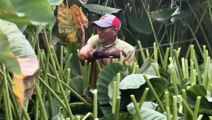 影/凱米颱風「威脅超大」！苗栗農民搶收紅棗、芋農緊急砍葉盼降低損失