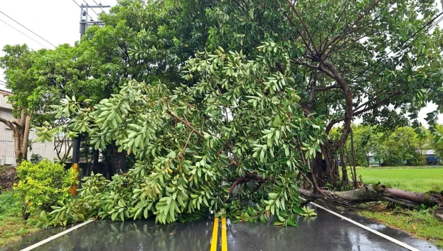 影/強颱「凱米」肆虐！北市內湖文德路路樹倒塌　高雄還奪1命