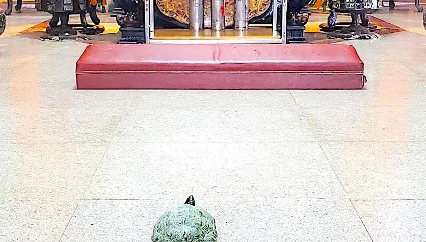 影/台南「神龜」颱風天爬百米登廟「拜墊前停下」　整整1小時
