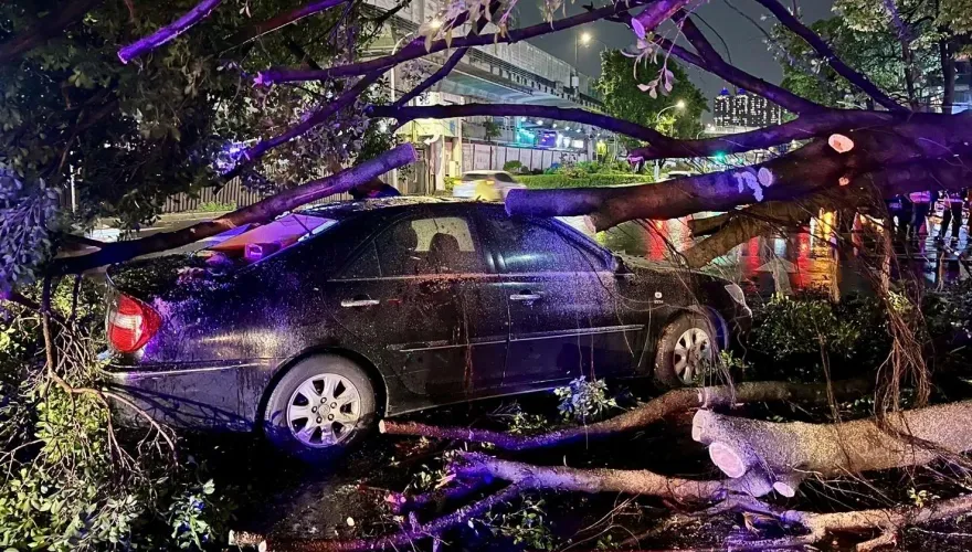 快訊/驚恐瞬間曝！板橋10米高巨樹倒塌砸中轎車　車上父子自行爬出奇蹟無傷