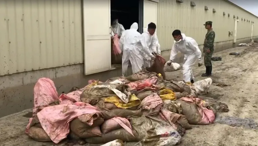 影/凱米挾暴雨轟炸！台南畜牧損失嚴重　統計家禽死亡數達99萬隻