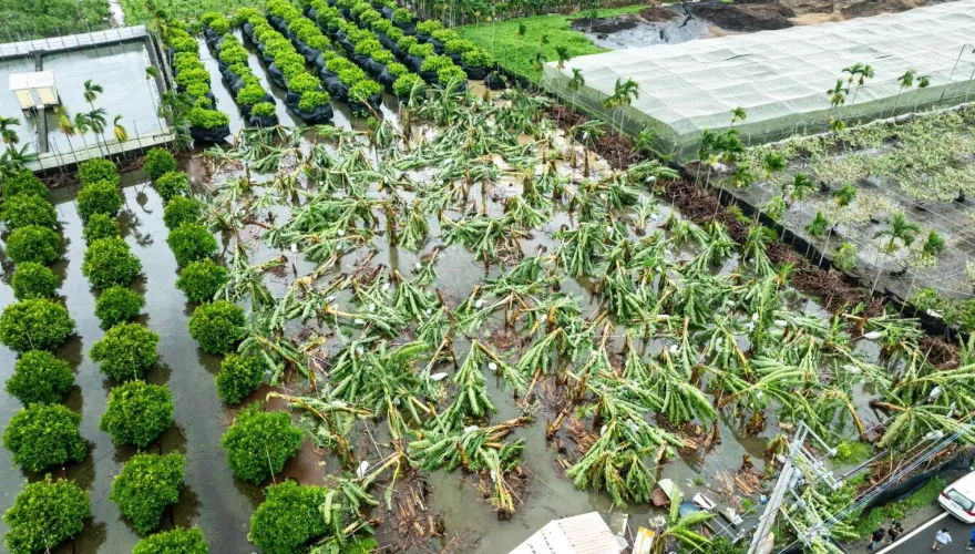 凱米肆虐！全台農損破33億　香蕉「損失3.7億元」最慘重