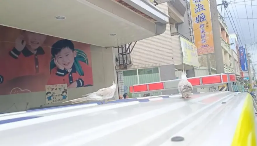 影/台南惡火躲3樓鐵皮屋「5人活活燒死」2樓鸚鵡卻沒事　一抉擇定生死