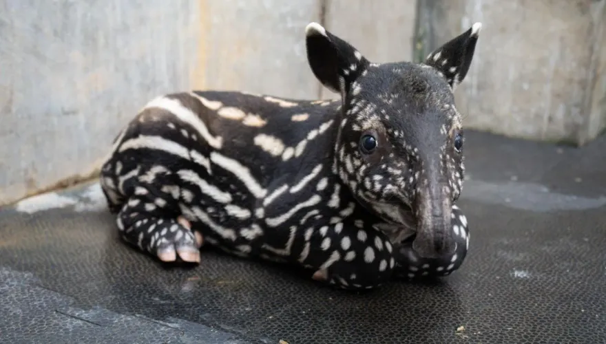 北市動物園徵名結果出爐！馬來貘寶寶滿月…請叫牠「莉姆路」