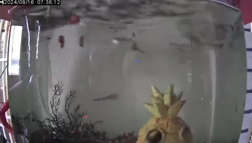 影/花蓮一早連7震！魚缸搖到「水噴出來」　2件電梯受困