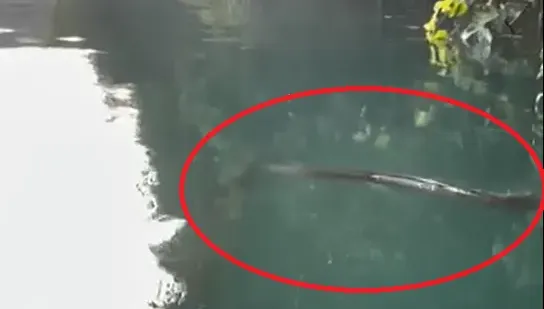 影/日月潭「水怪」出沒？民眾釣魚驚見「1米細長生物」游竄　資深漁民這樣說