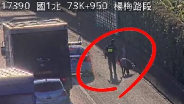 快訊/國道追豬影片曝！國1北向72.9K楊梅段「載豬車追撞」員警忙「追捕」