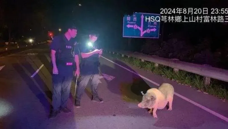 「麝香豬」逛大街！秒懂警察拐牠上動保車　網友笑稱「乖寶寶豬」