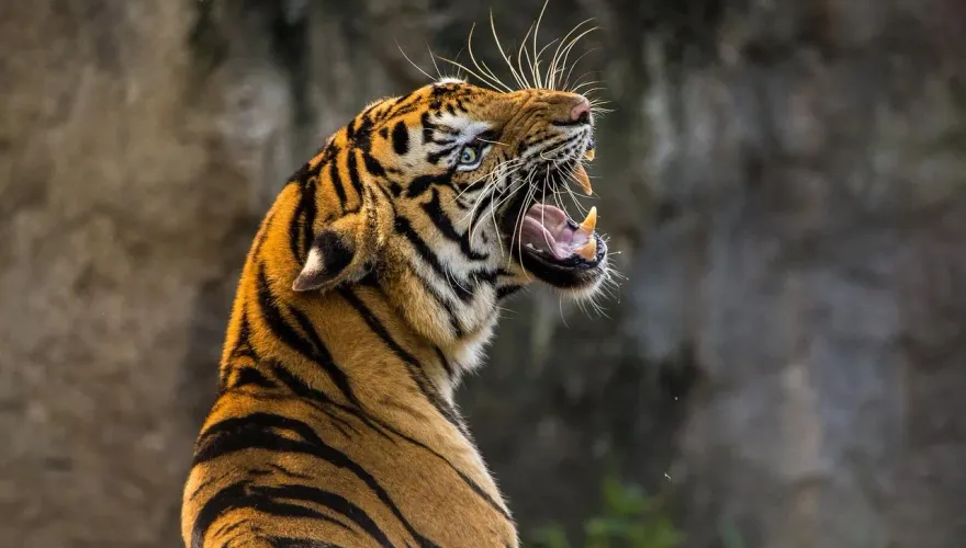 超白目！女子遊動物園竟無視警語　跳進欄杆伸手逗弄老虎險被咬