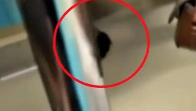影/微服出巡了！北捷驚見「老鼠列車長」嚇壞乘客　女站長車廂猛追「米奇」