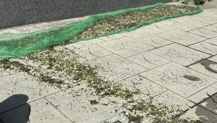 不爽鄰居「曬梅干菜」他動手掀翻！檢察官起訴　法官一理由判無罪