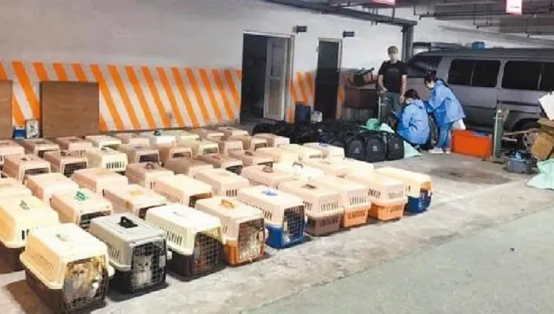 154隻名貴貓全安樂死！「順發886」走私貓市價200萬　3男判刑定讞