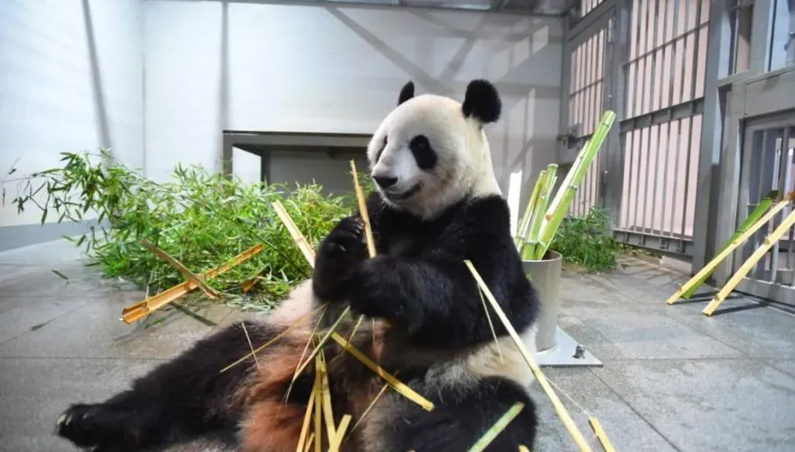上野動物園貓熊再少2隻！力力真真老了「健康亮紅燈」　將於9/29歸還大陸