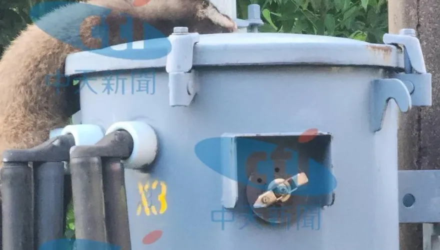 獨/變電箱爆炸！汐止康寧街10多戶突停電「獾誤觸高壓電變成烤野味」