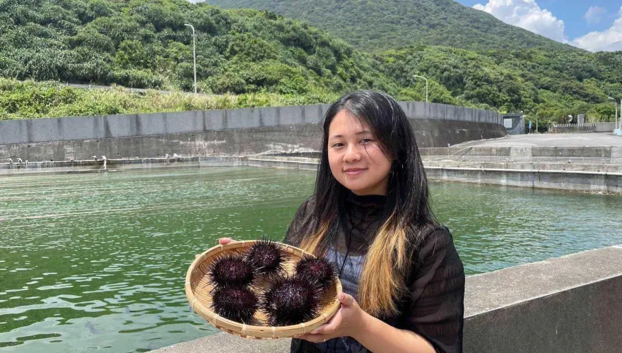 特級美味！東北角紫海膽新鮮上市　甘甜肥美口感嫩滑