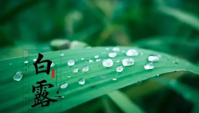 9/7節氣「白露」到　命理師：7生肖「財富跳躍式倍增」