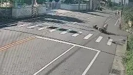 太囂張了！彰化女師騎車上班4浪浪竄出逆襲　害人車慘摔還「肇事逃逸」