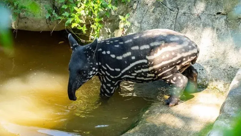 台北動物園新晉「貘王」 明首見客！　2個月大體重飛漲至40公斤