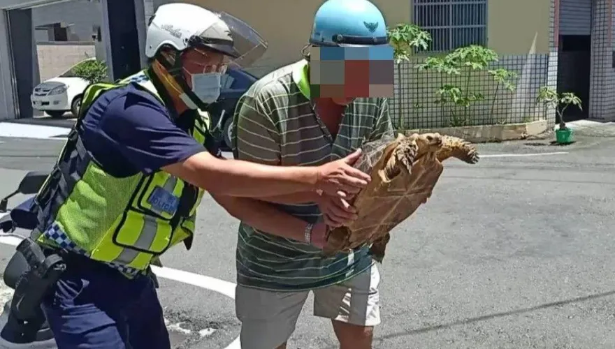 屏東又有寵物脫逃！大烏龜蹺家趴趴走嚇路人　警挨家挨戶找飼主