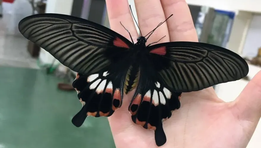昆蟲館慶20週年！北市動物園辧嘉年華　邀共享「蟲蟲生態漫步」