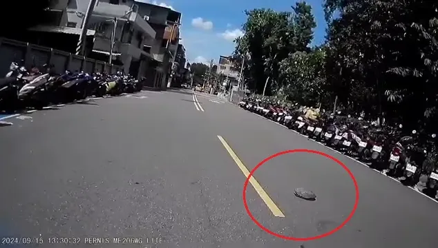 龜速車擋道！騎士左閃驚「真的有烏龜」嚇歪秒抱走　網笑：又要重爬了