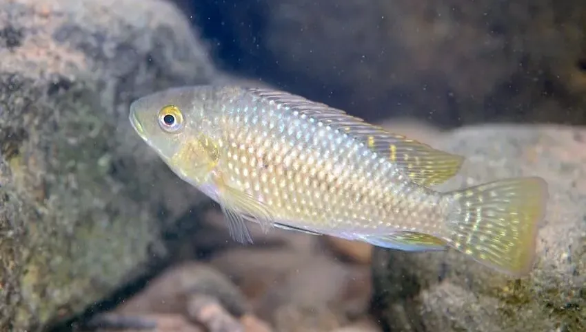 印尼人超愛！台人卻不愛吃吳郭魚「原因曝光」　掀當地媒體熱議
