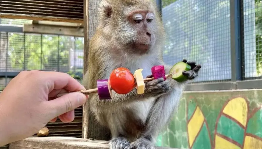 壽山動物園辦中秋烤肉趴！馬來猴嗑五彩繽紛蔬食串　非洲獅爽吃澎湃肉肉餐