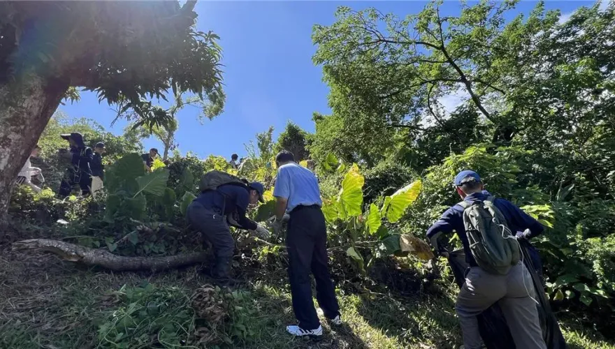打擊「綠癌」！花蓮小花蔓澤蘭收購再加碼　價保全台最高