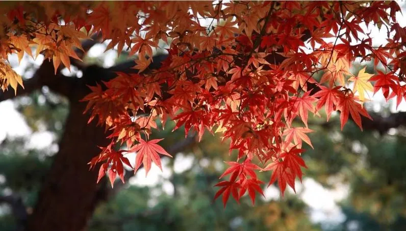 9/23秋分到！4生肖需避災　小孟老師：準備白開水迎財運