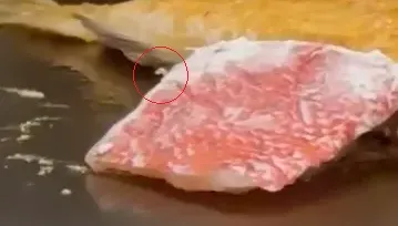 影/他吃鐵板燒驚見魚肉塊上「白蟲狂蠕動」！網：多一份主餐賺到了