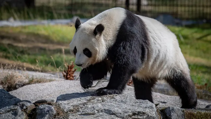 每年噴5千多萬！芬蘭動物園養不起　將「提前8年」歸還陸2隻貓熊