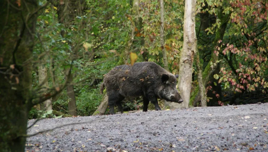 影/捕一頭可獲上萬！寧夏公開招募「賞金獵人」打野豬　陸網友：可幫忙吃