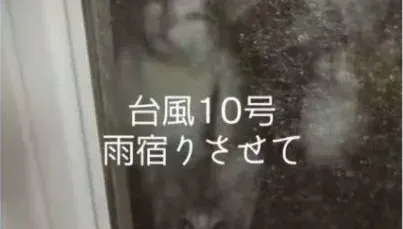 他颱風天讓浪貓進屋躲雨！　一開門「親友全湧入」...客廳瞬間被擠爆
