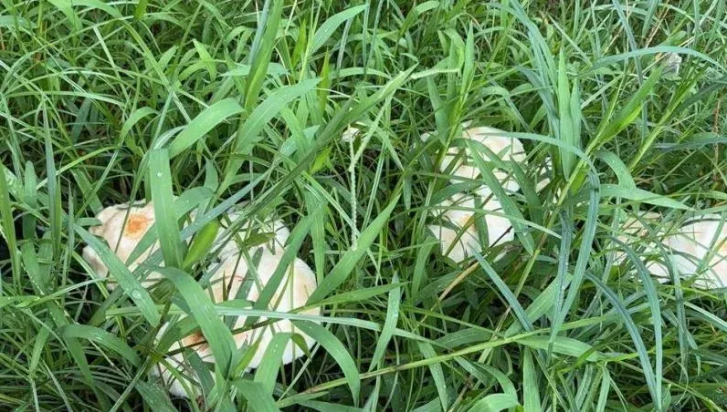 別亂採！基隆路邊出現「最會惹事的菇」　專家警告：有毒