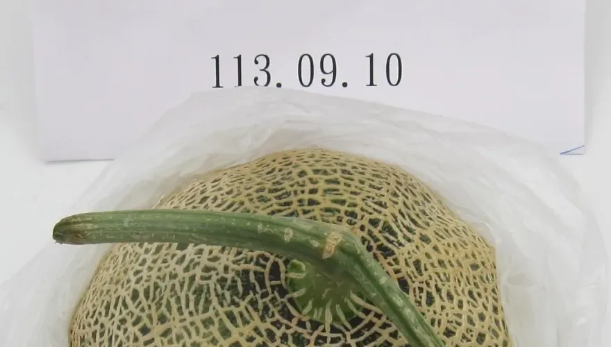 快訊/韓國「鮮哈密瓜」檢出農藥超鏢！13.2噸將退運或銷毀