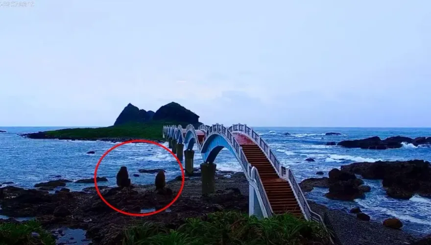 影/不怕山陀兒？三仙台2隻獼猴「海景第一排」浪漫觀浪　網笑：猴死囡仔
